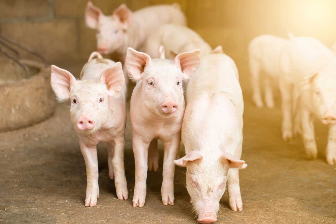 Three small pink piglets stand close together, looking forward in golden sunlight on a farm.