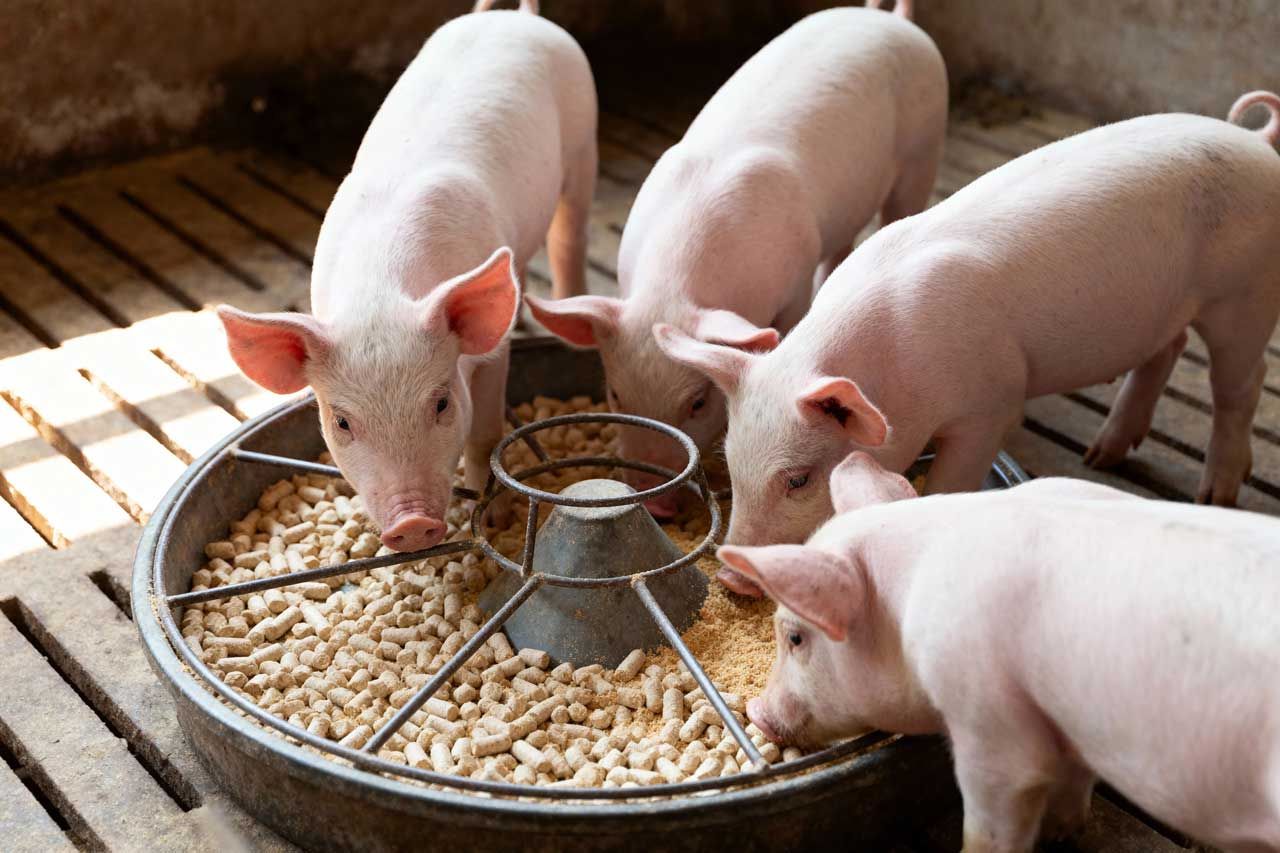 Four small pink piglets actively eat feed pellets from a metal trough on a farm.