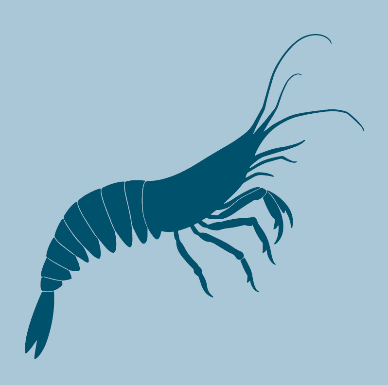 Dark blue silhouette of a shrimp with long antennae on a light blue background.