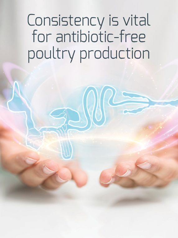手持家禽消化系统的发光插图，强调无抗生素生产。
