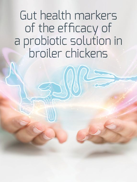 鸡的消化系统插图，用手握住，配以有关益生菌解决方案的文字。