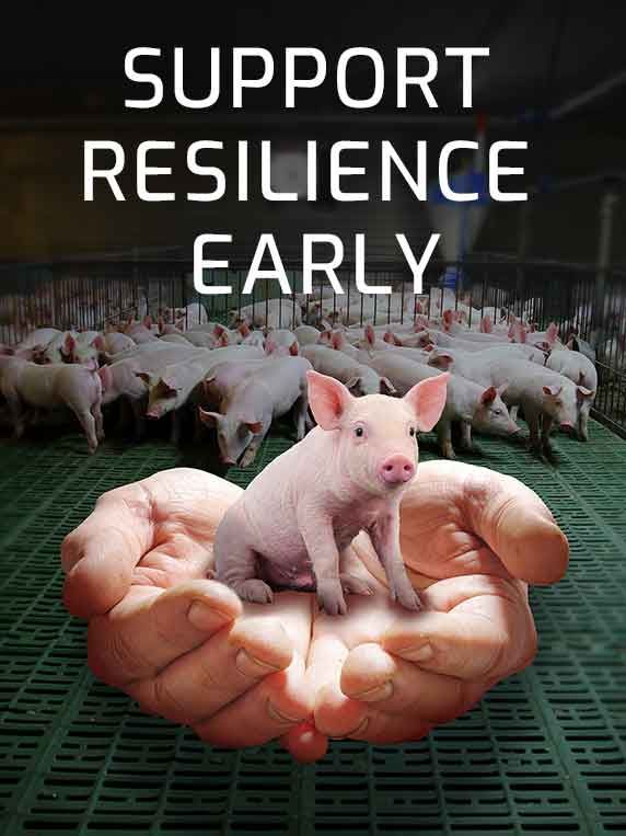 Small piglet in cupped hands, text 'SUPPORT RESILIENCE EARLY', with many piglets behind.