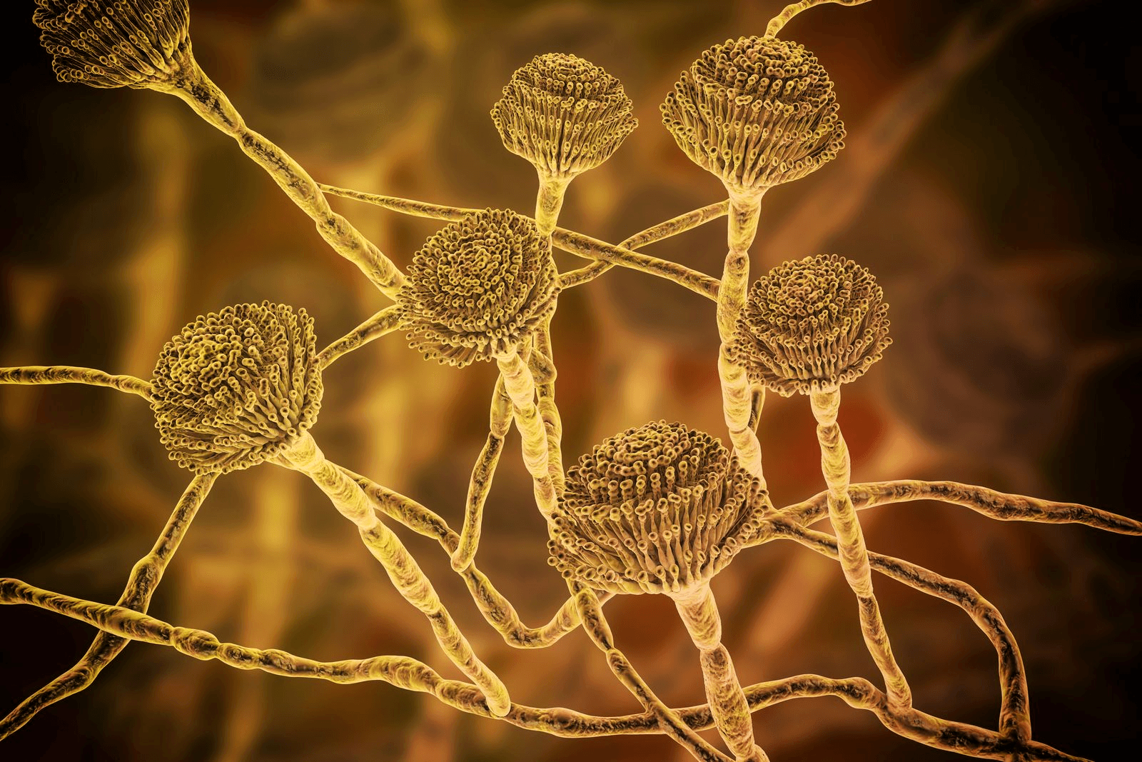 Microscopic view of Aspergillus fungi with rounded spore heads and tangled hyphae.