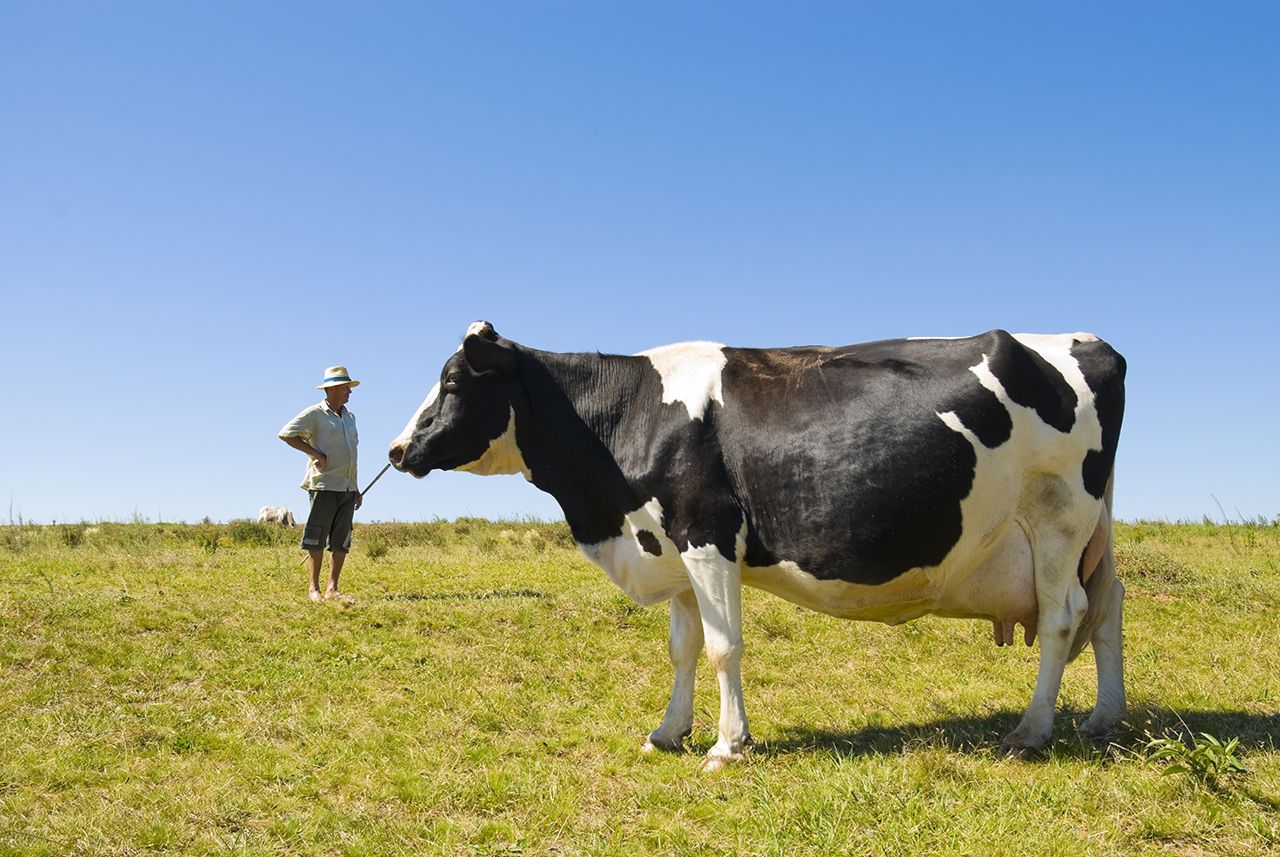 A person holding a rope attached to a black and white cow in a grassy field under a clear blue sky.
