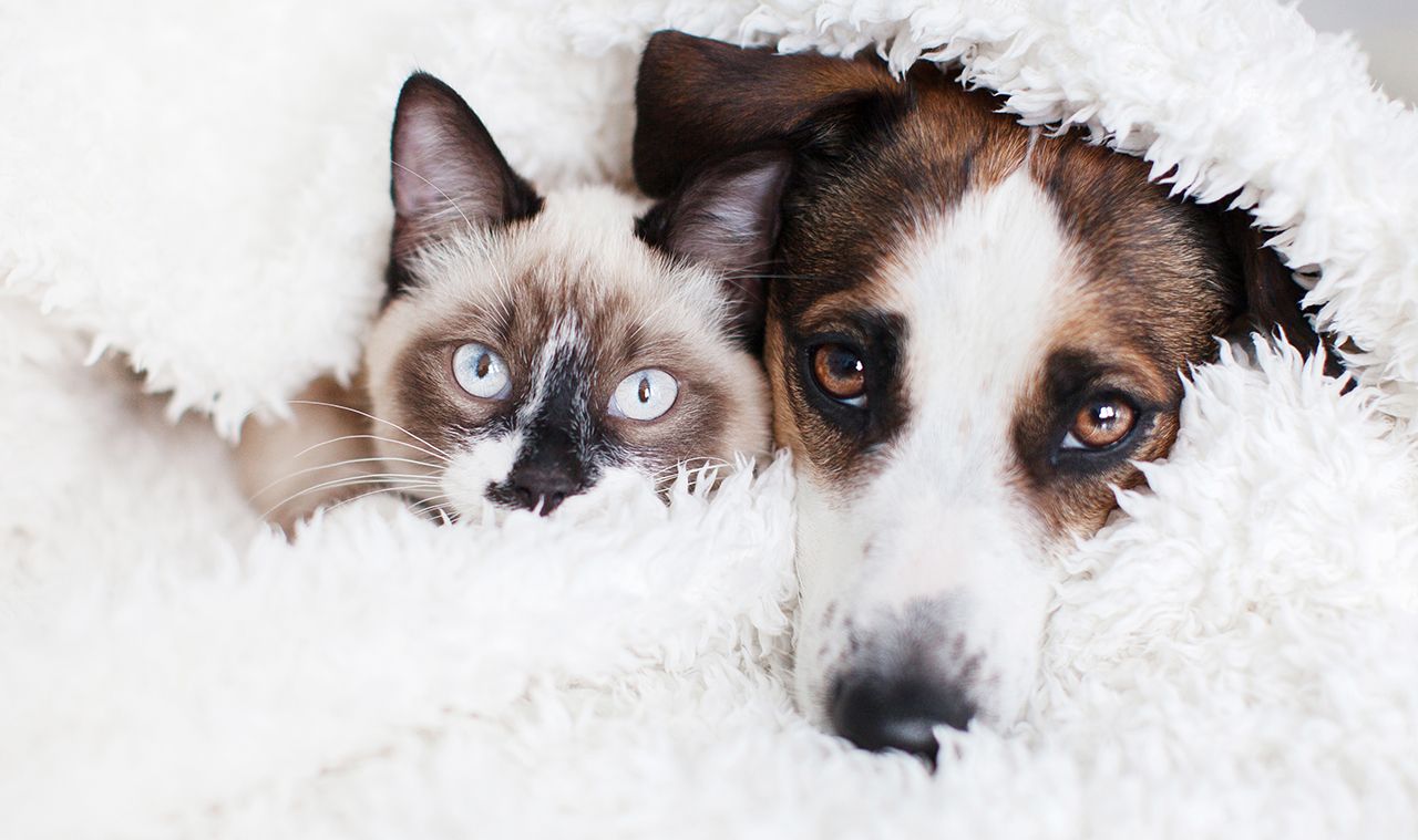 Un chat siamois tout doux et un chien brun jettent un coup d'œil sous une couverture blanche toute douce.