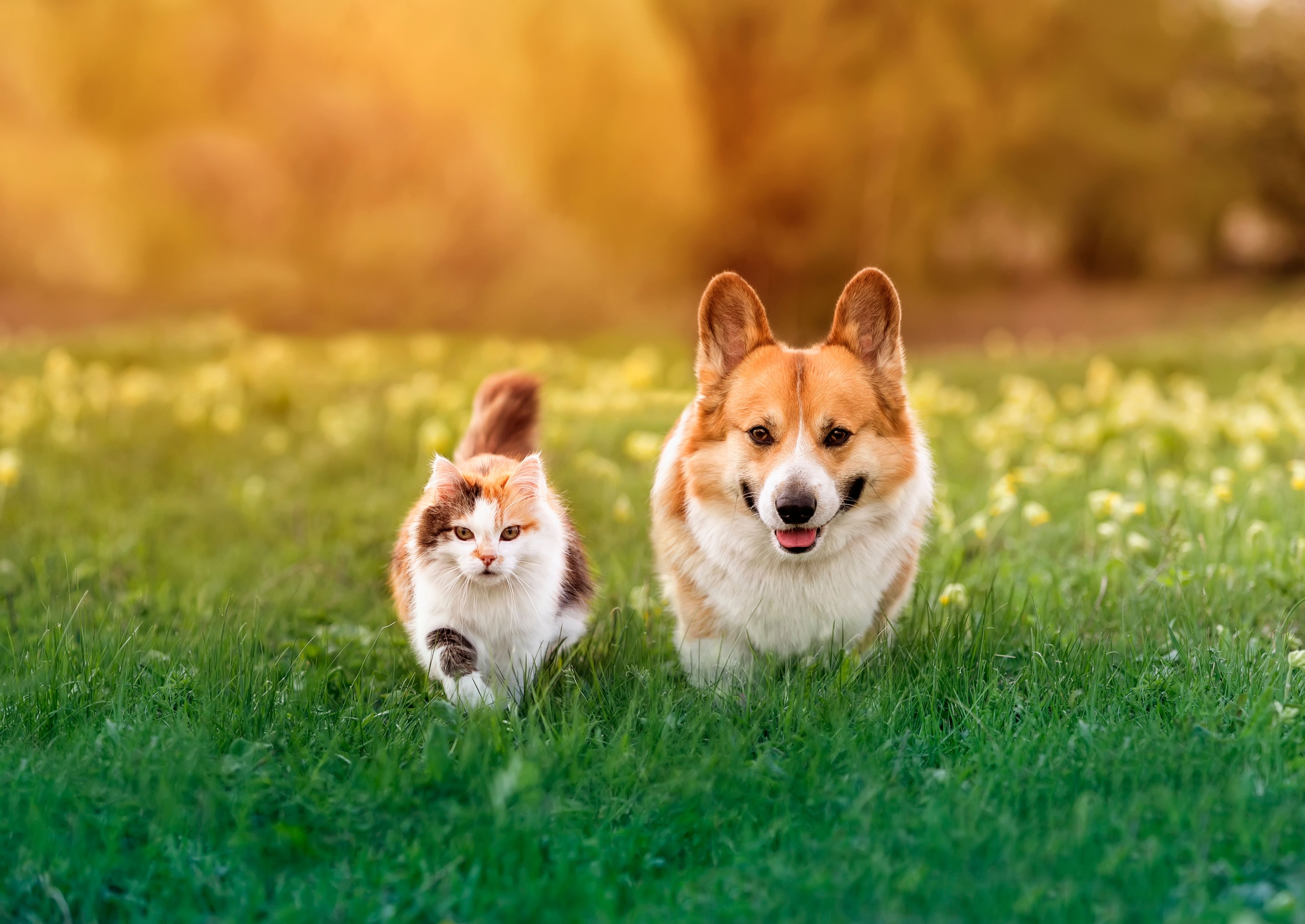 Un chien de race Corgi et un chaton calico sont assis côte à côte dans un pré verdoyant baigné de soleil.