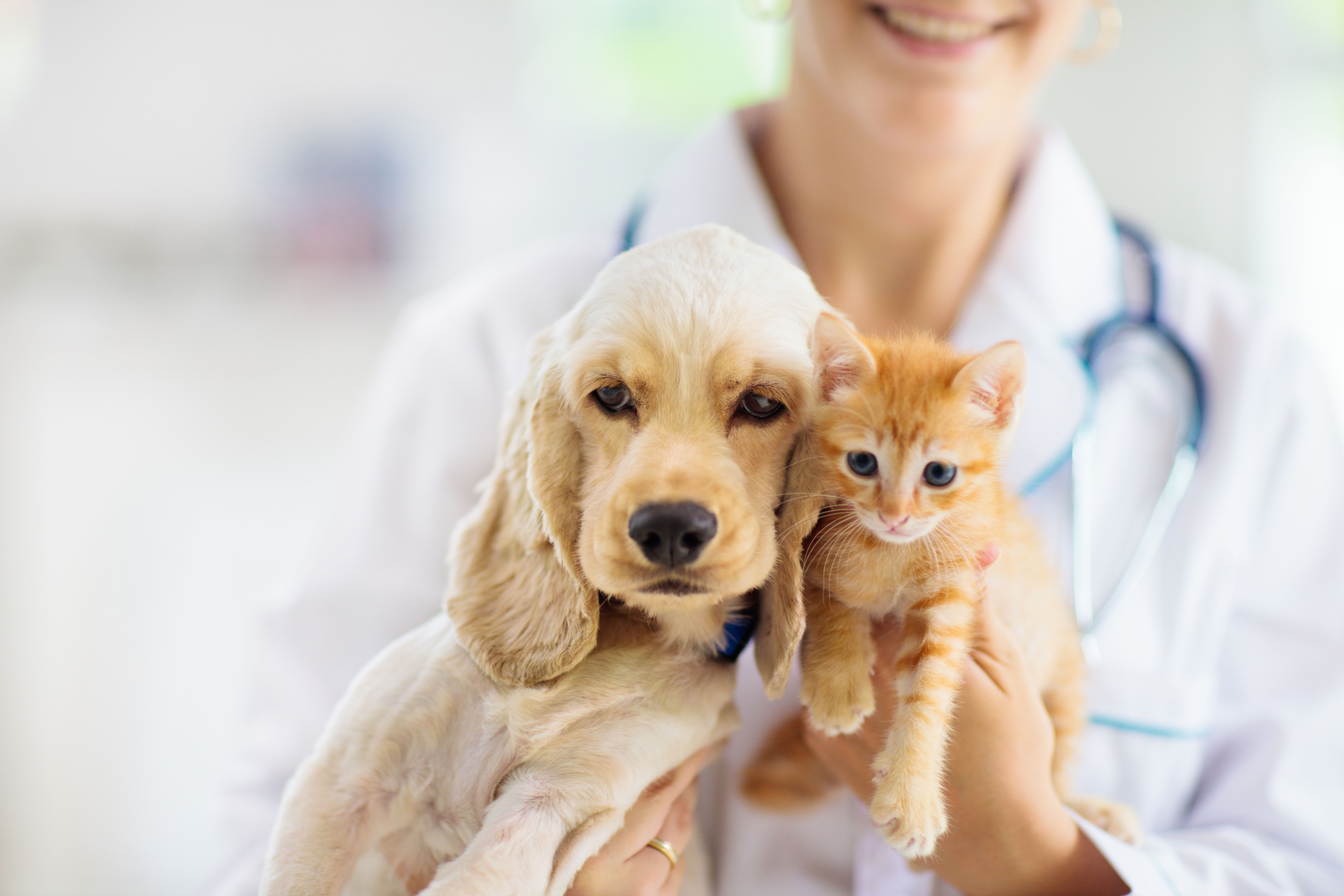 Un vétérinaire tient dans ses bras un adorable chiot fauve et un petit chaton tigré orange.