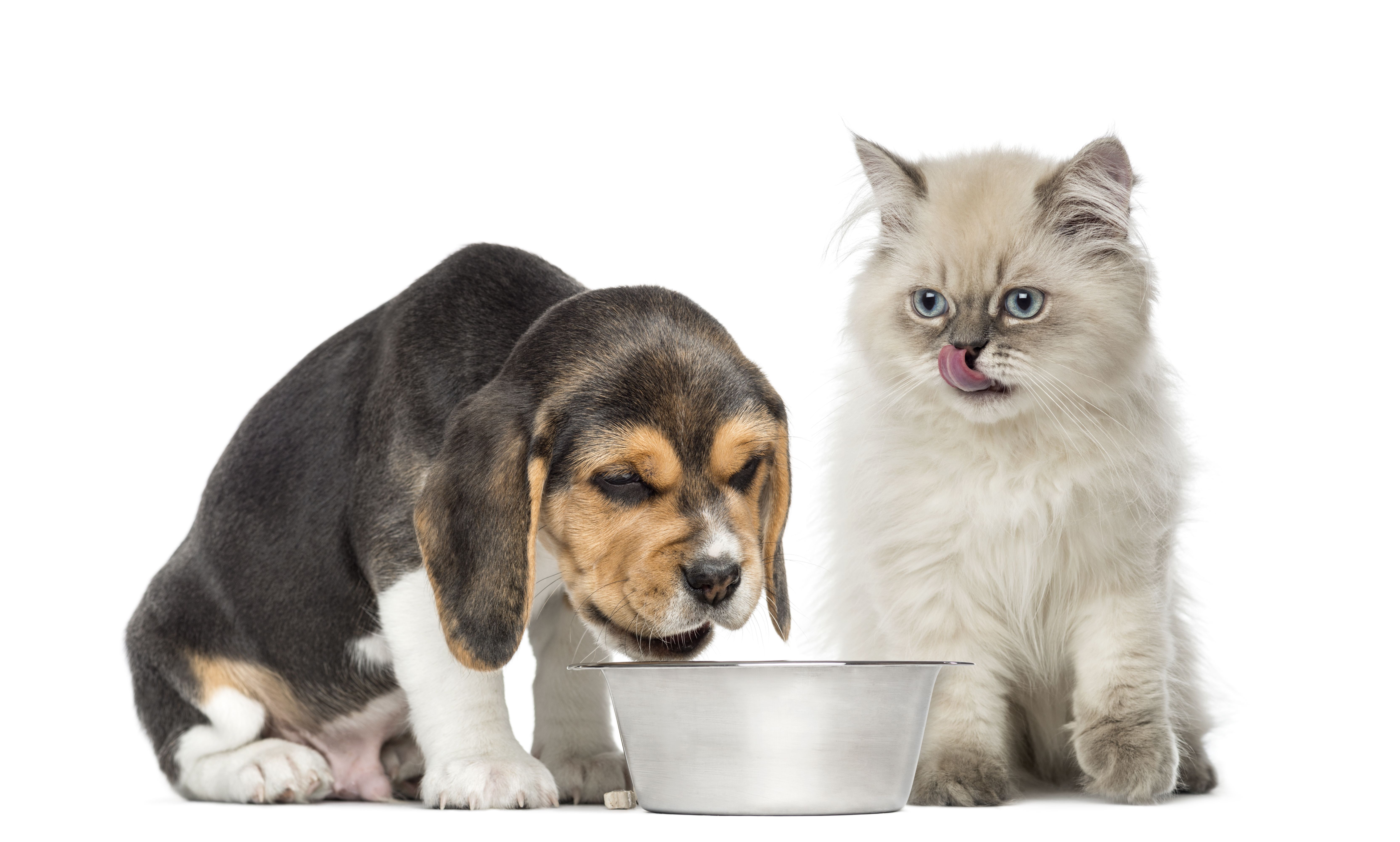 Un chiot beagle mange dans un bol sous le regard d'un chat blanc au pelage soyeux qui se lèche les babines.