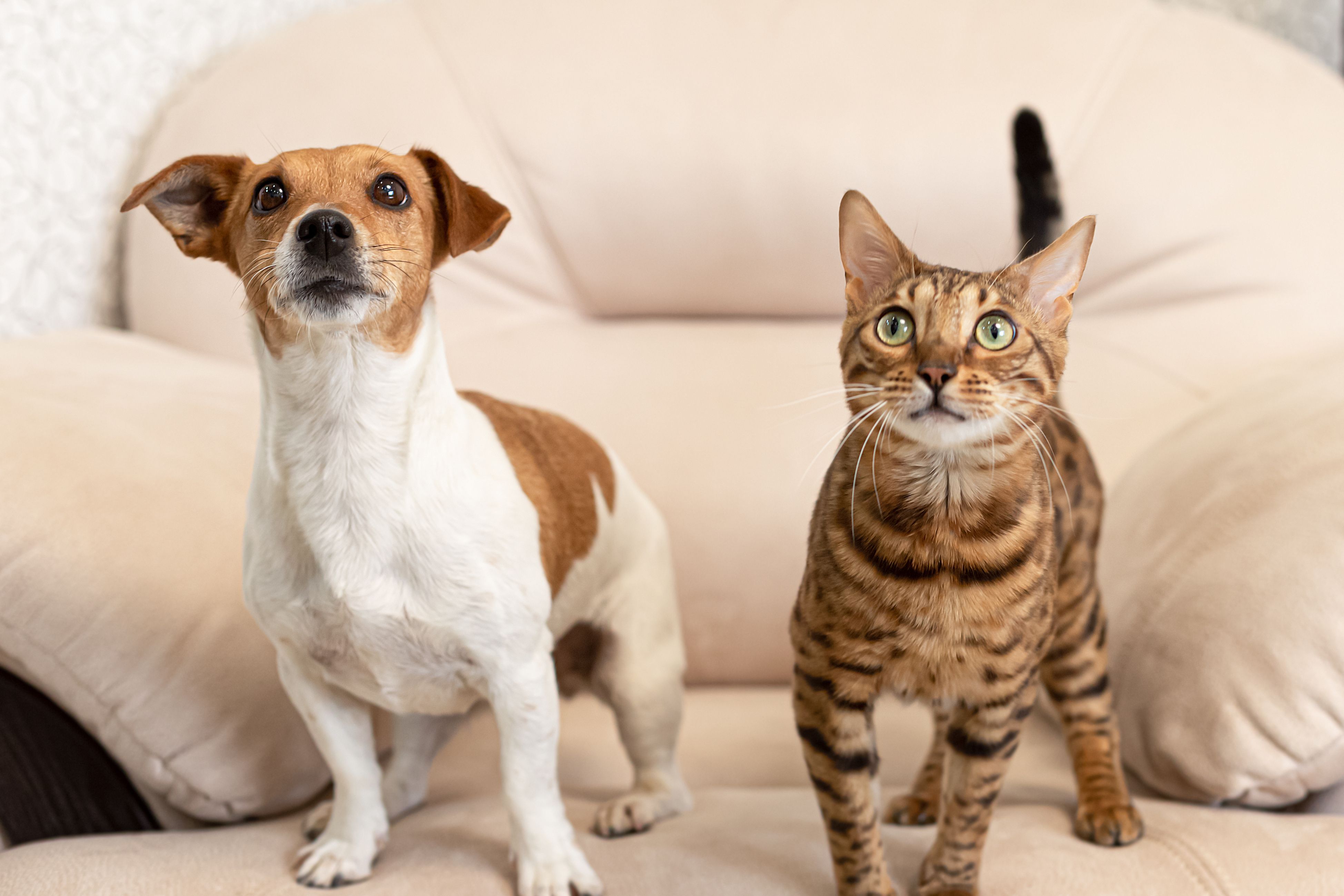 Un Jack Russell au regard curieux et un chat Bengal rayé sont assis, l'air attentif, sur un canapé couleur crème.