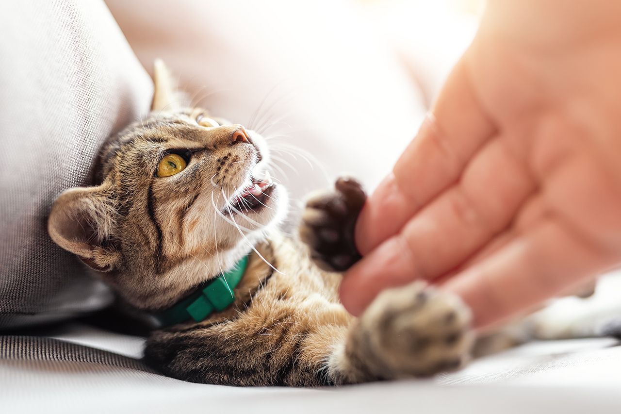 Un chaton tigré, muni d'un collier vert, joue en donnant de petits coups de patte à la main d'un humain posée sur une surface claire.