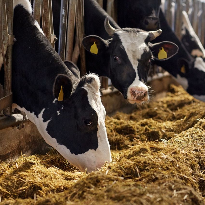 Picture showing 2 cows eating in a farm