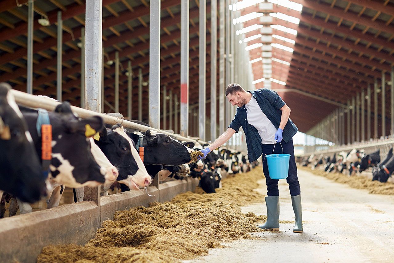A farmer feeds a herd of cows in a modern barn.
