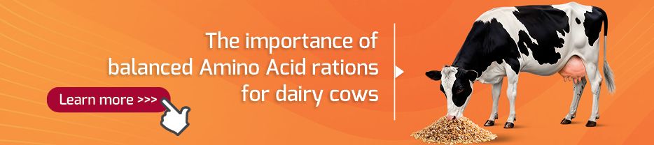一头荷斯坦奶牛正在吃饲料，旁边的文字介绍了奶牛的氨基酸平衡配给。
