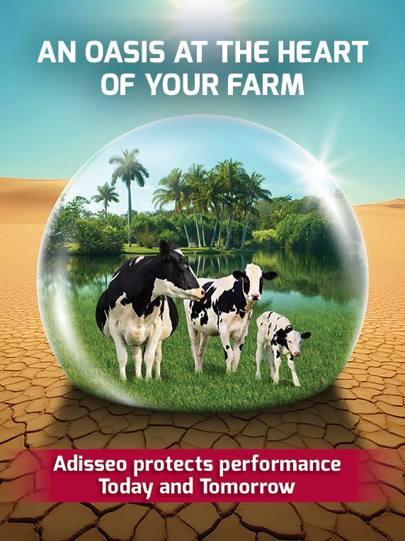 Trois vaches Holstein dans une bulle d'oasis verte, entourées d'un désert craquelé, faisant la promotion d'Adisseo.