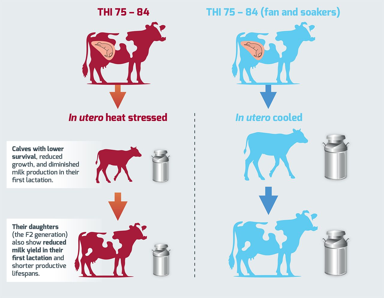 Diagram illustrating in utero heat stress versus cooling effects on dairy cow milk production and offspring.