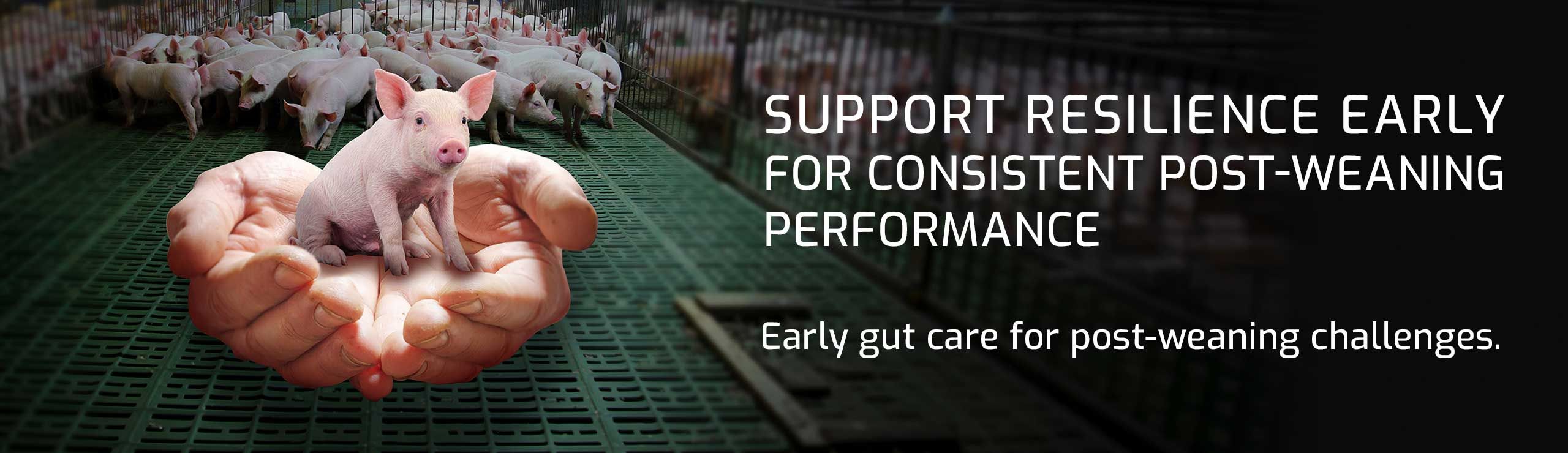 Small piglet held in cupped hands, promoting early care for post-weaning performance.