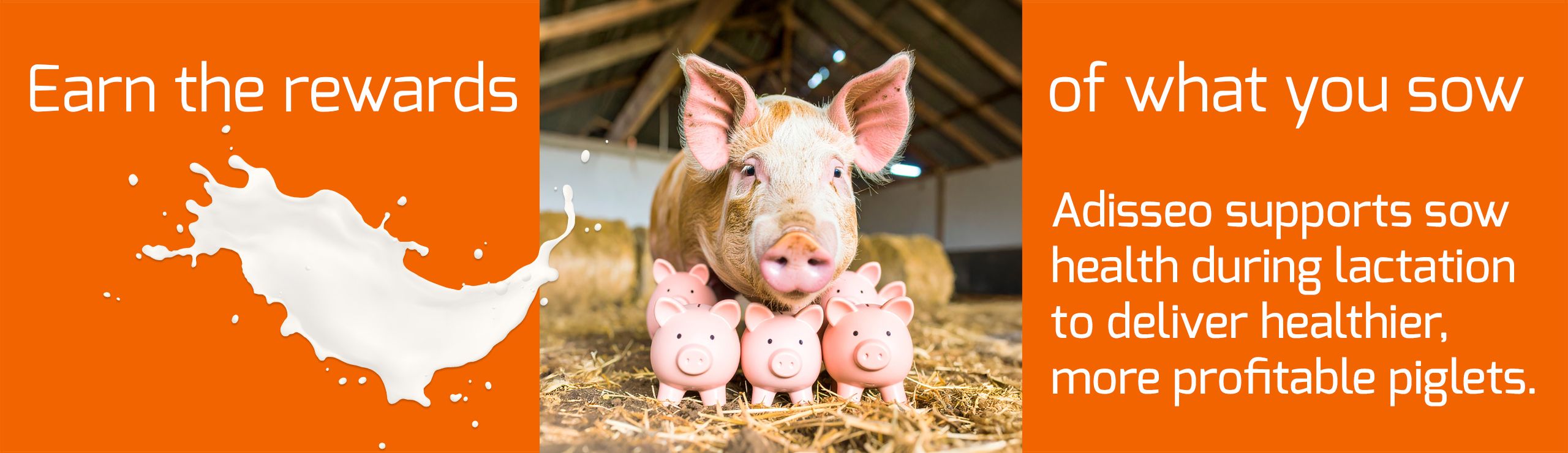 A sow with three piglets in a barn, with text about rewards and Adisseo supporting sow health.