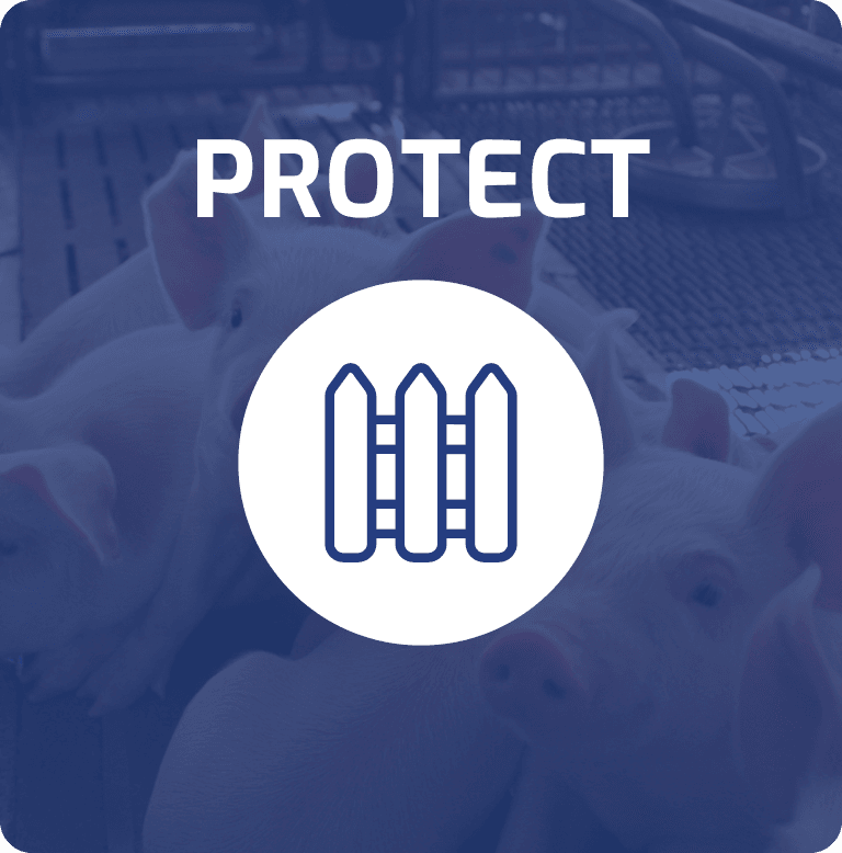 Blue overlay with "PROTECT" text and a picket fence icon over pigs in a barn.