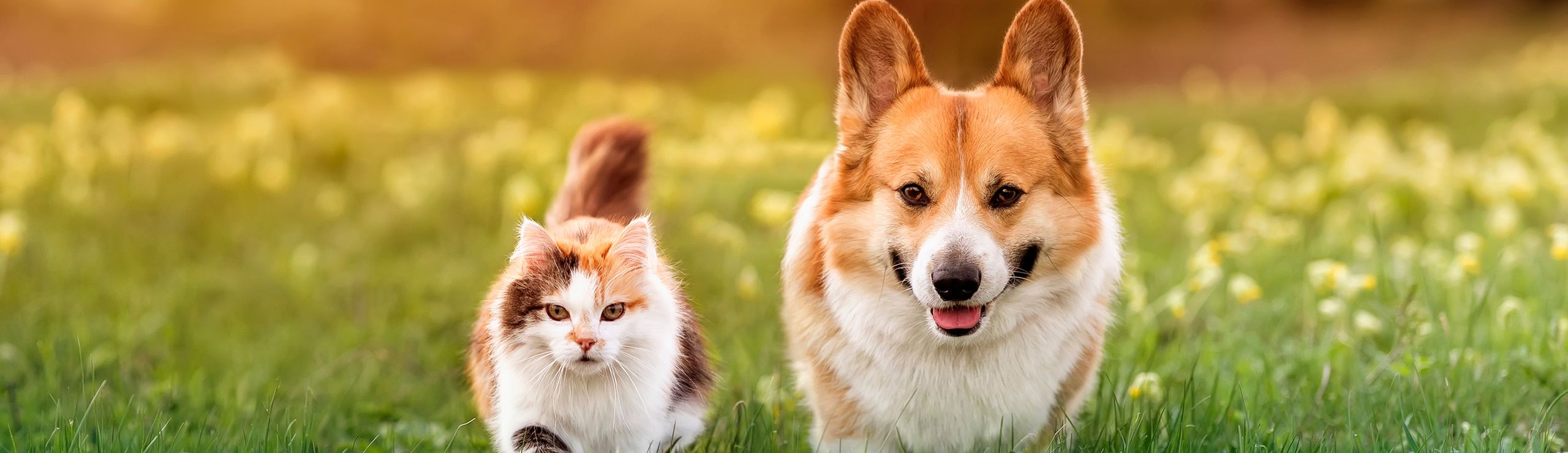 Un joyeux corgi et un chat calico tout doux se promènent ensemble dans un champ verdoyant baigné de soleil.