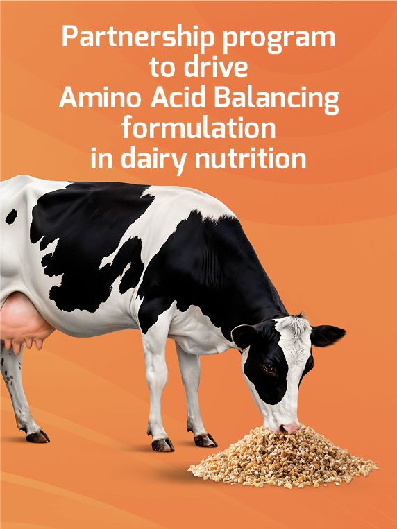 Une vache Holstein en train de manger, avec un texte sur l'équilibre des acides aminés dans l'alimentation des vaches laitières.