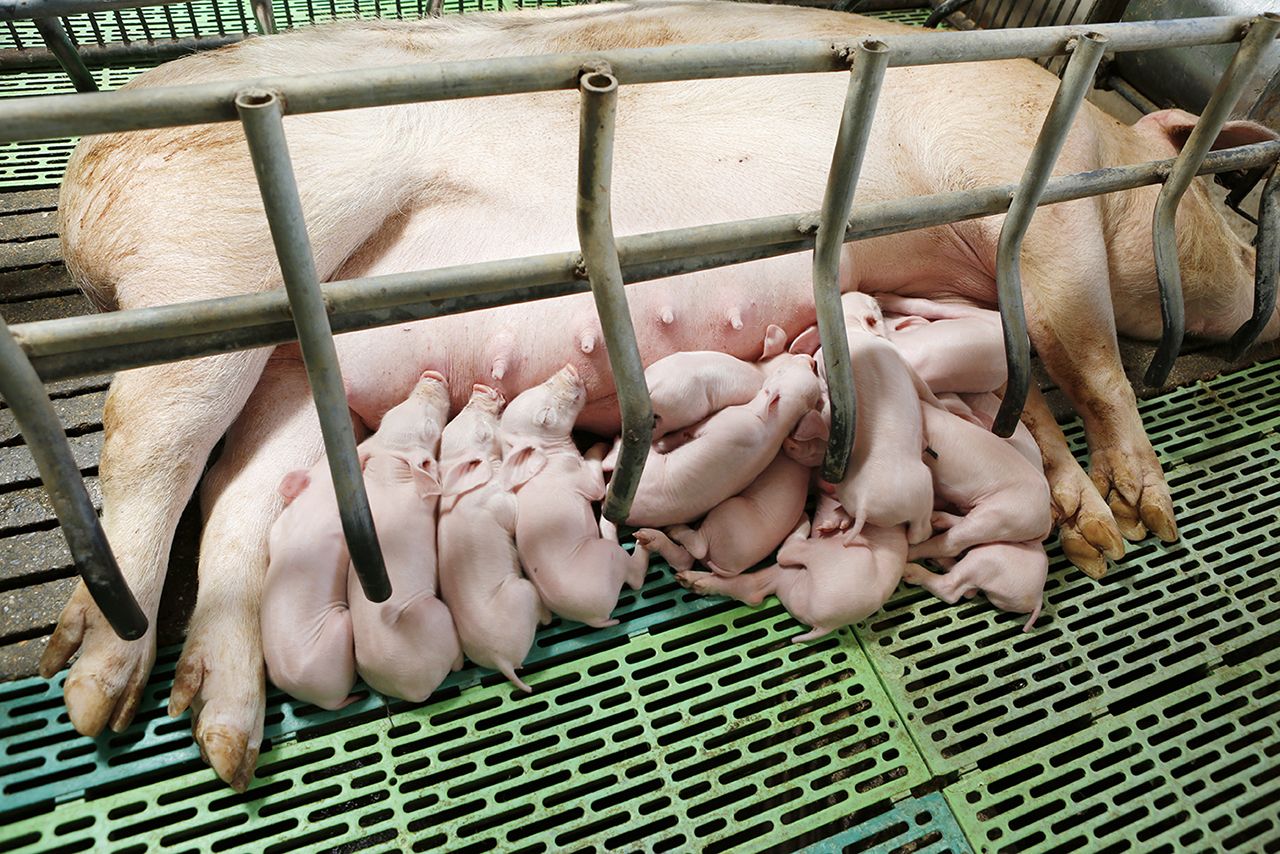 A mother pig lies on a grate floor with many piglets nursing.