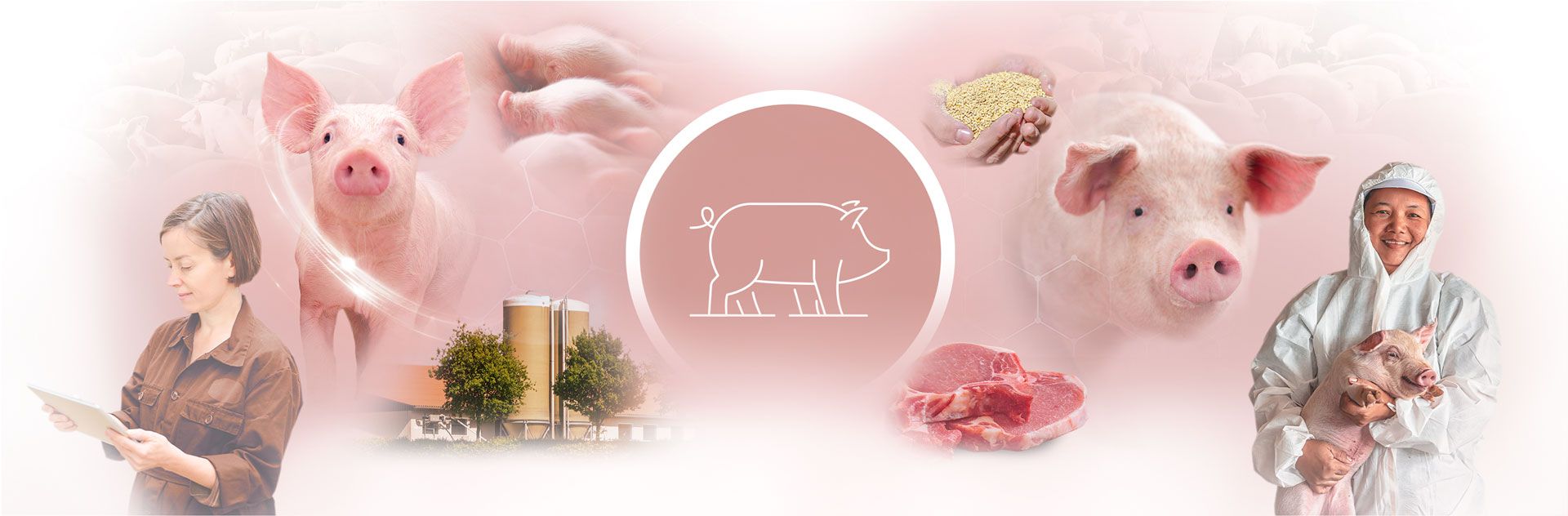Collage représentant des porcs, des bâtiments d'exploitation, des morceaux de viande de porc et des ouvriers, avec au centre un emblème symbolisant la « biosécurité ».