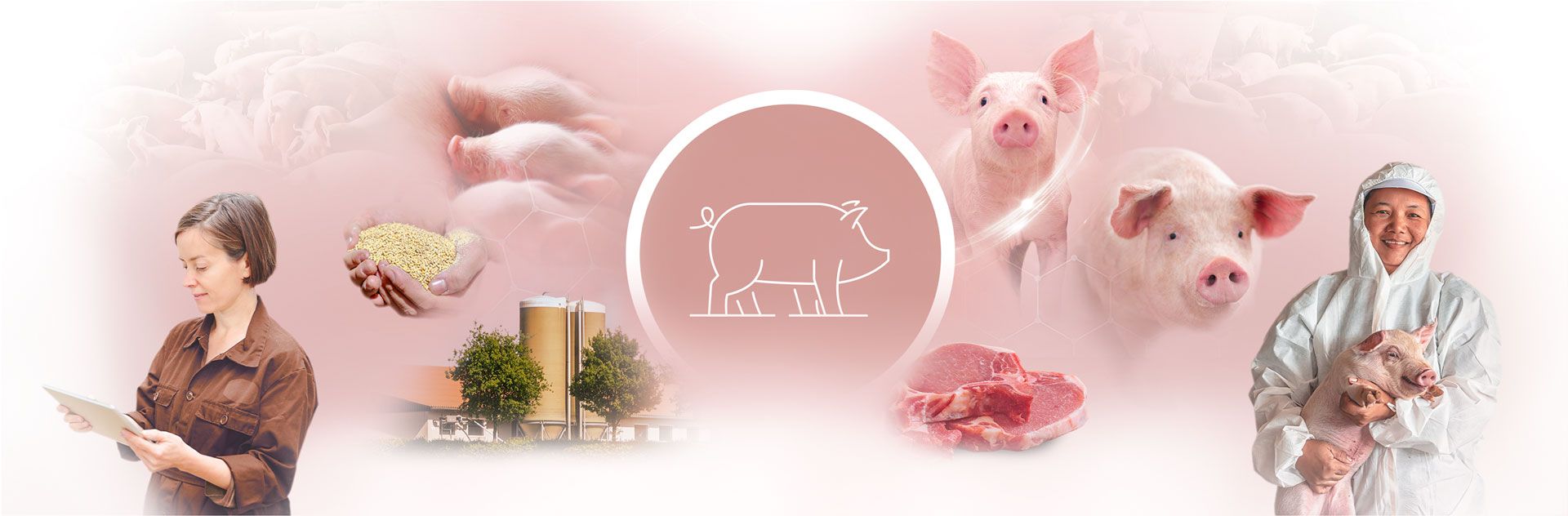 Collage illustrant l'élevage porcin, avec des porcelets, des morceaux de viande de porc, des installations et du personnel.