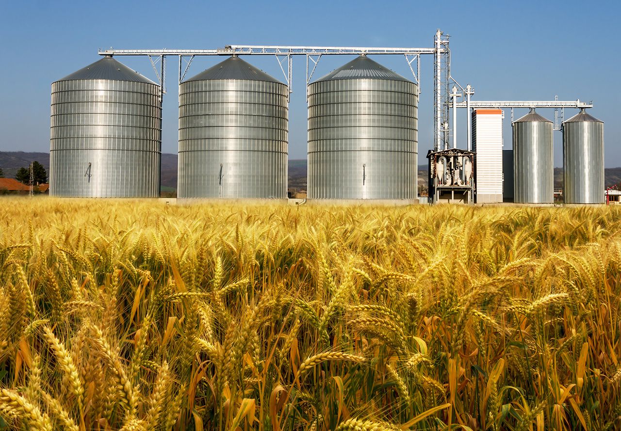Three large, metallic grain silos stand behind a field of golden wheat under a clear blue sky.