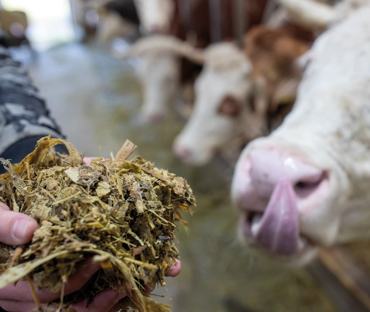 Hand holding silage, a cow in the background licks its pink nose, showing interest.
