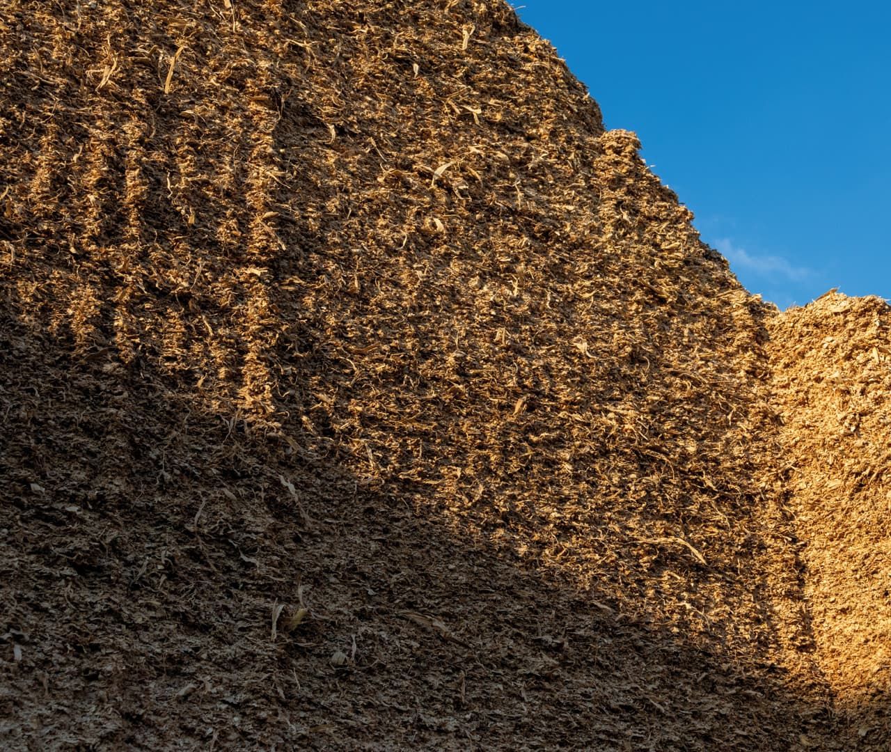 A large, massive pile of brown chopped organic material under a clear blue sky.