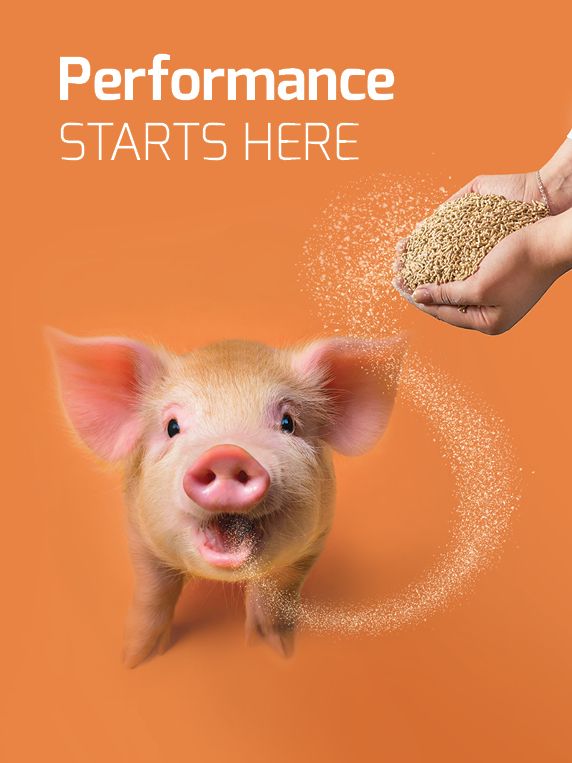 Activer le potentiel caché des régimes alimentaires pour porcs
