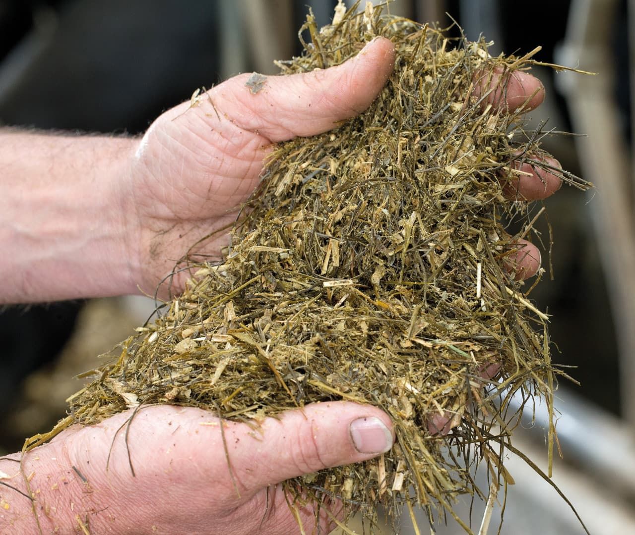 Two hands hold a generous amount of freshly chopped green and brown hay or silage.