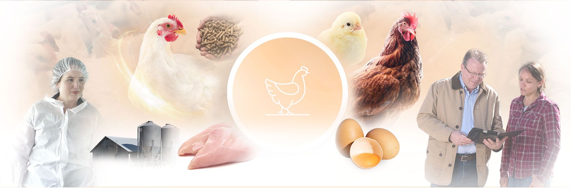 Collage représentant différents éléments de l'élevage avicole : des personnes, des poulets, des poussins, des œufs, des aliments pour animaux et de la viande fraîche.
