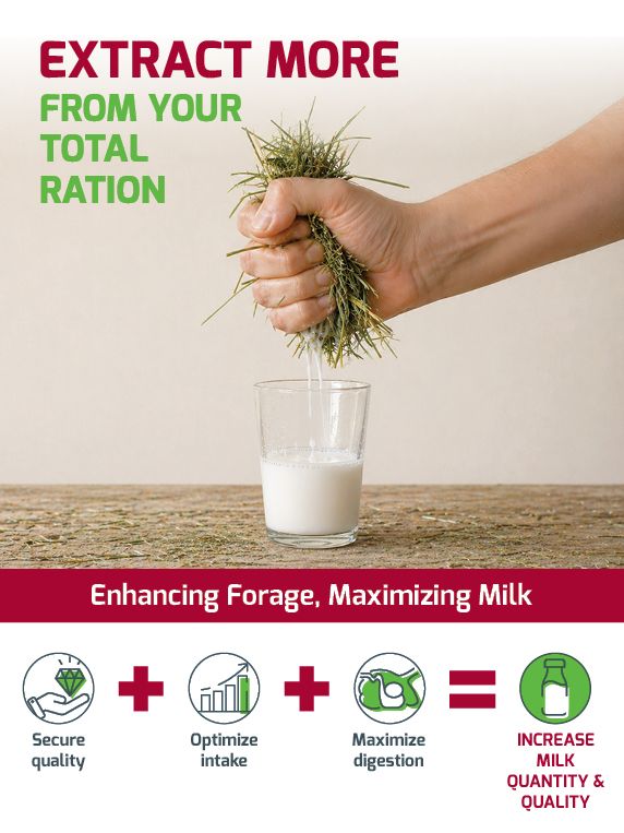 Hand squeezing grass into milk, promoting enhanced forage for increased milk quantity and quality.