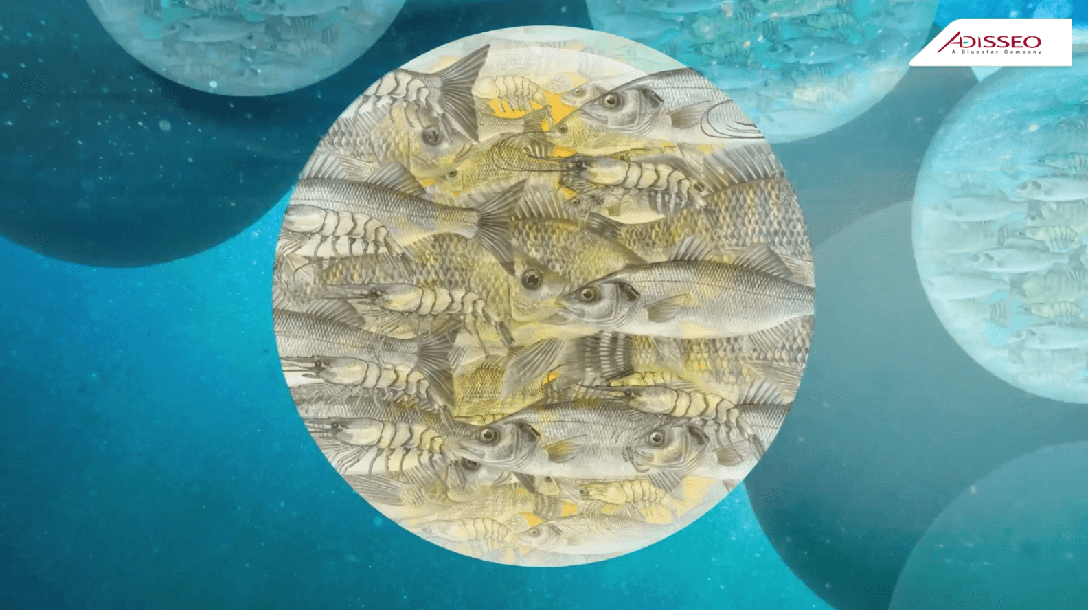 Aqualyso: Enhancing Aquaculture Nutrition with Natural Lysophospholipids 