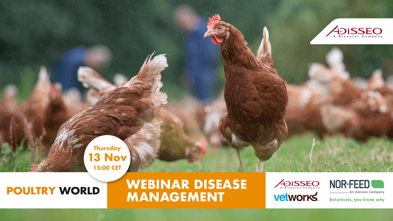 Brown hens graze in a green field, promoting the Poultry World Webinar Disease Management.